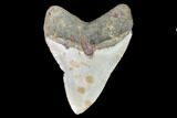 Fossil Megalodon Tooth - North Carolina #101439-2